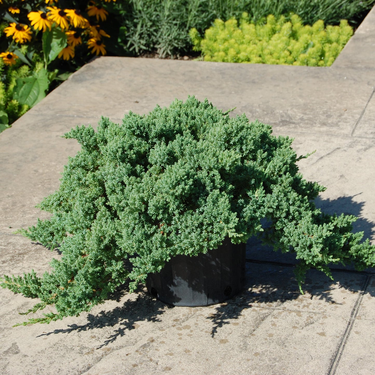Juniper Dwarf Japanese Garden 3gal