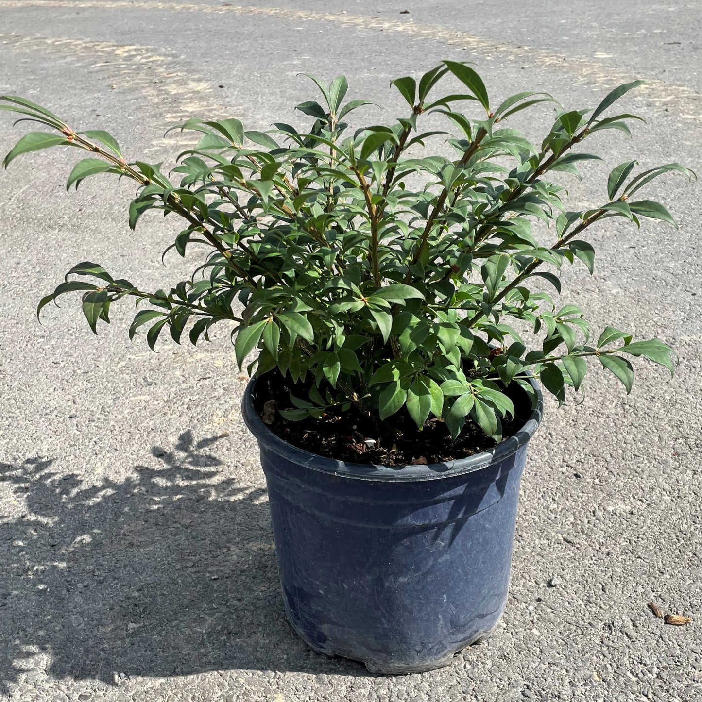 Burning Bush 'Dwarf'