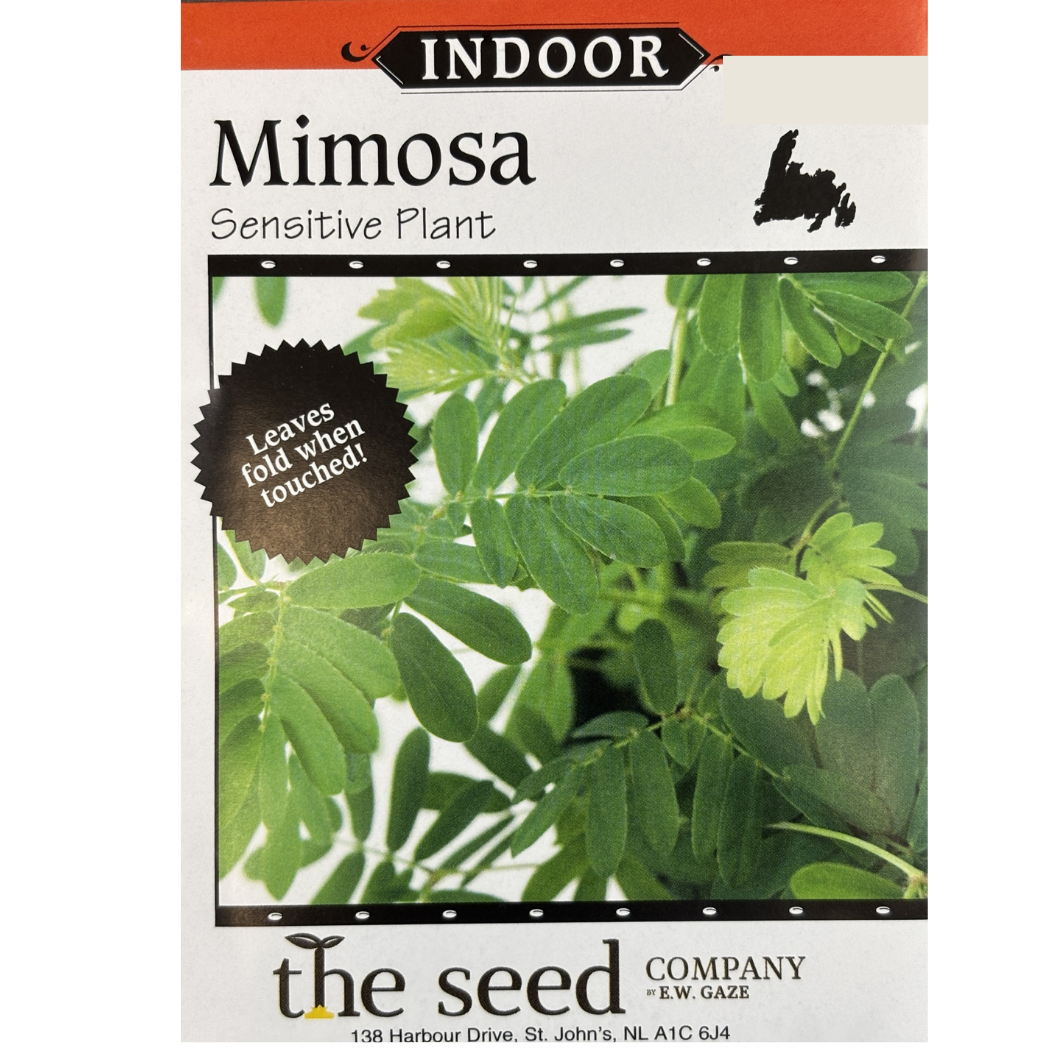 E.W. Gaze Mimosa Sensitive Plant Pkg.