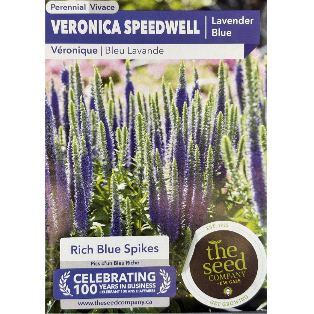 E.W. Gaze Veronica Speedwell Lavender Blue Pkg.