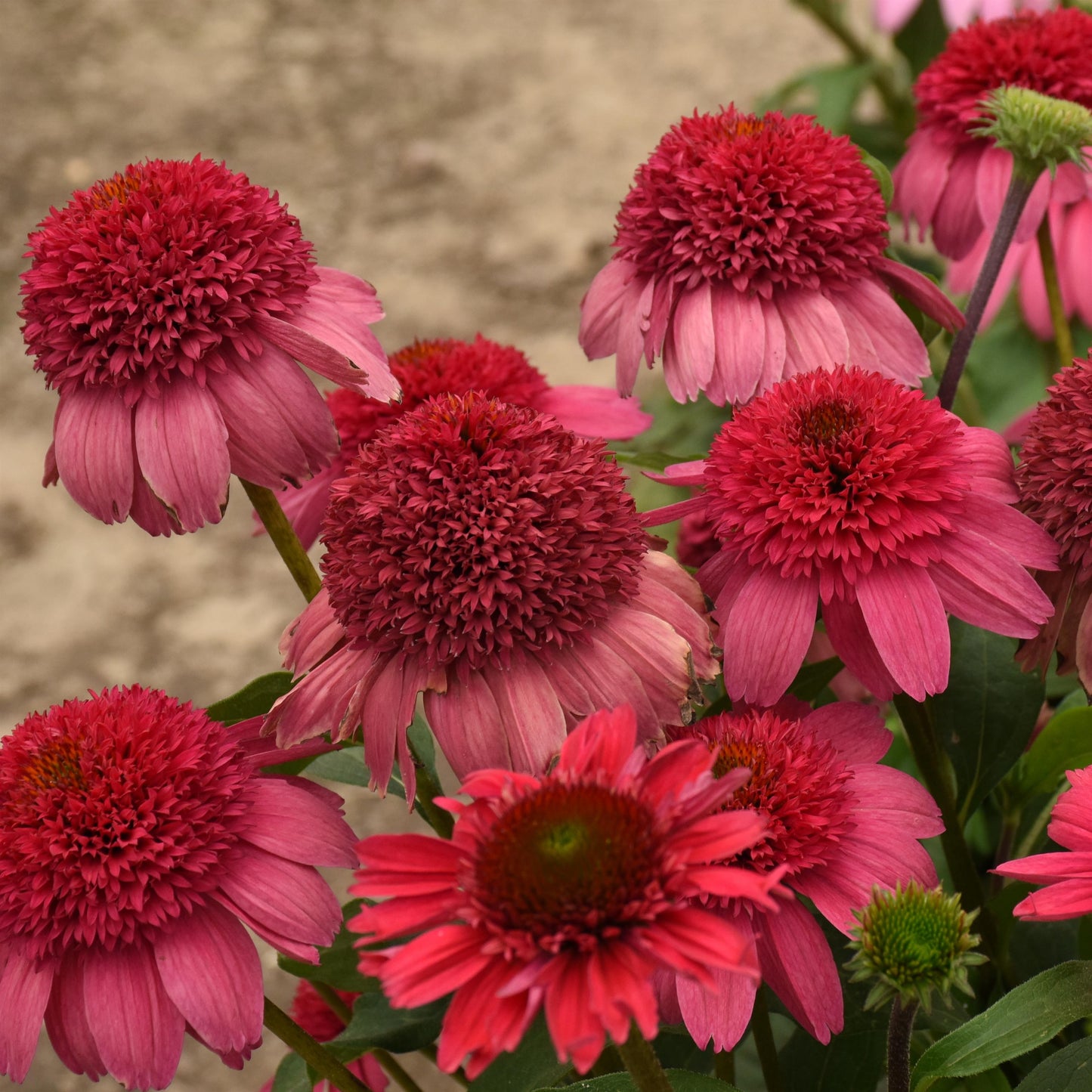 Coneflower 'Double Dipped®' Series