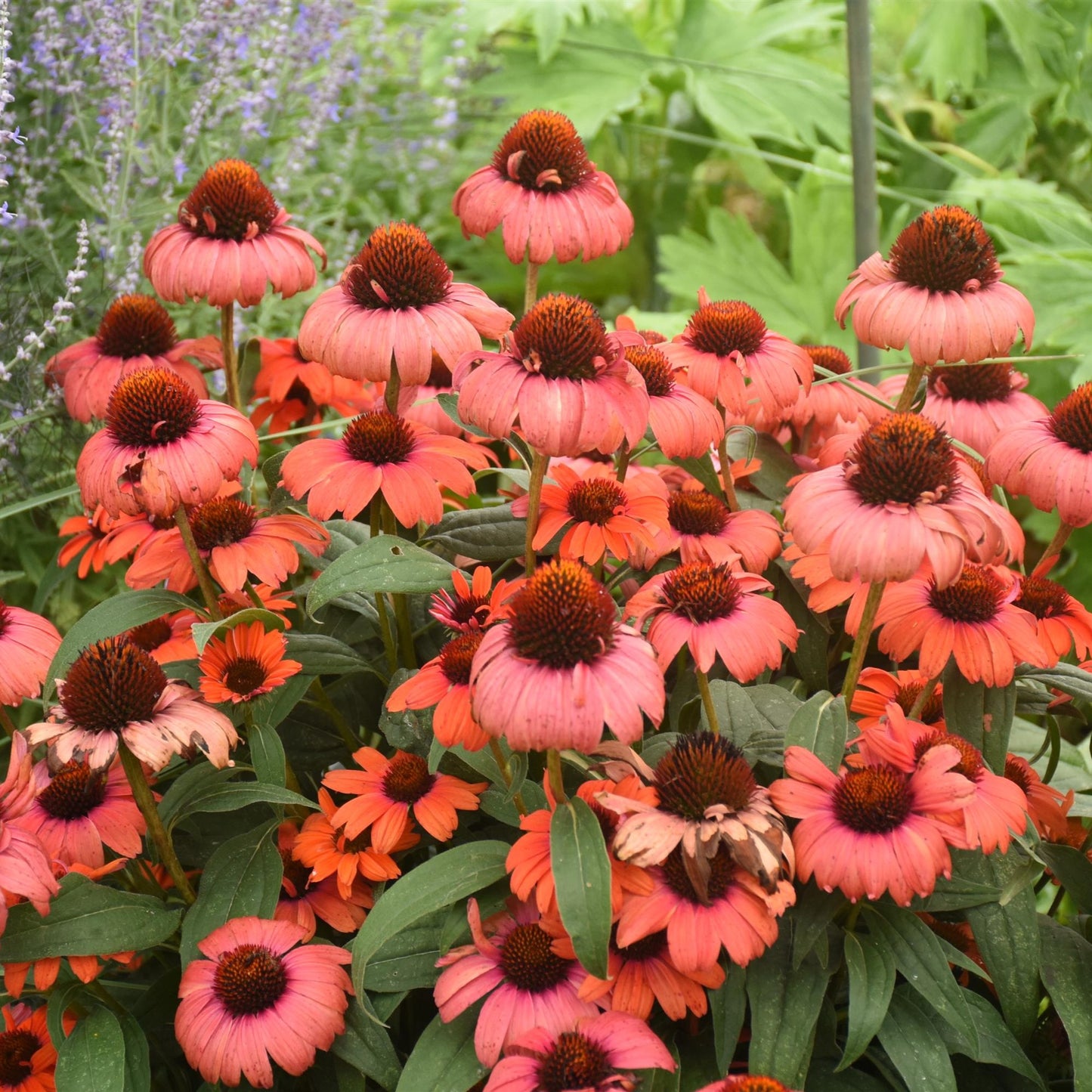 Coneflower 'Eye Catcher' series
