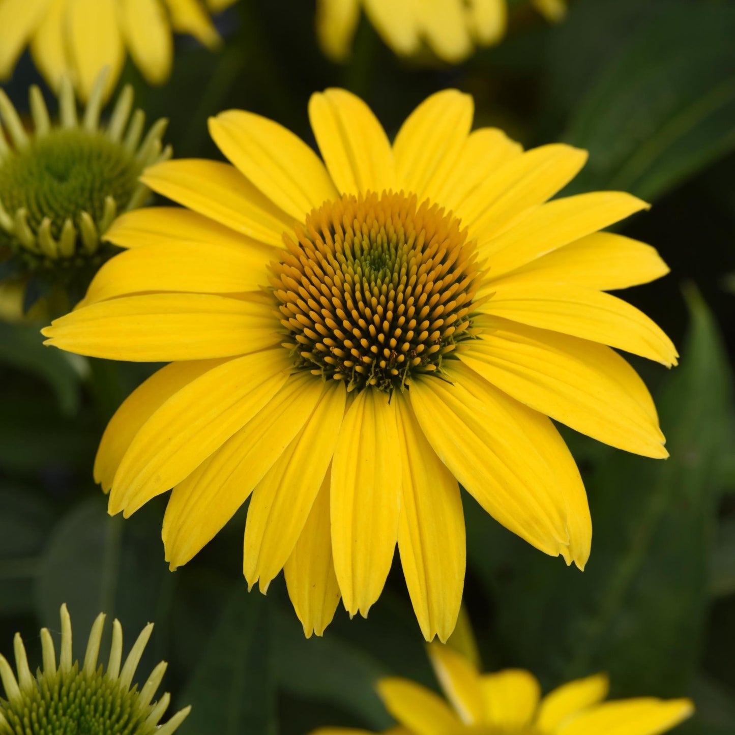 Coneflower 'Sombrero®' Series