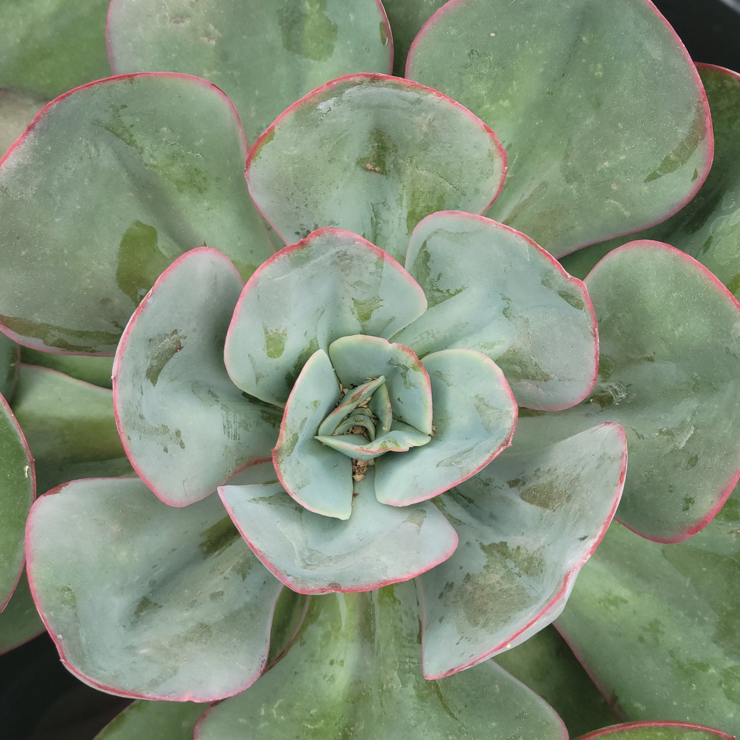 Echeveria Green Pacific