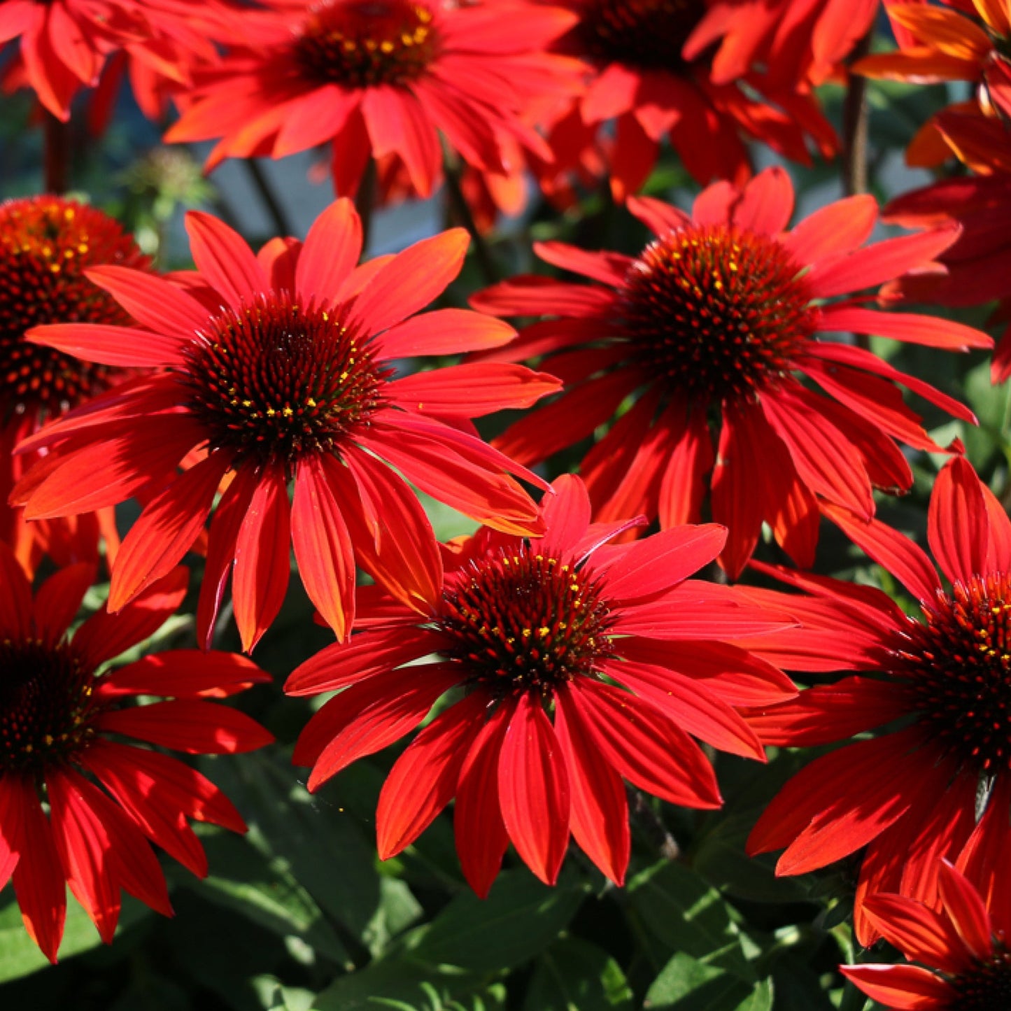 Coneflower 'Sombrero®' Series