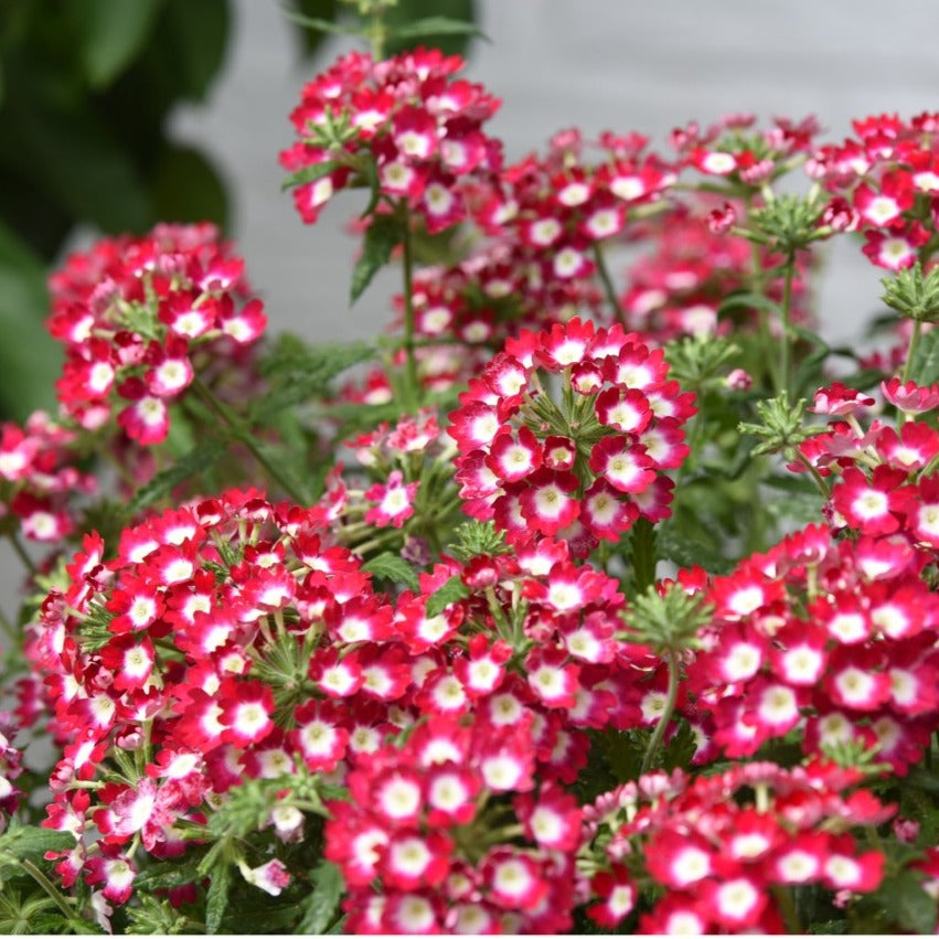 Verbena 'Empress Flair'