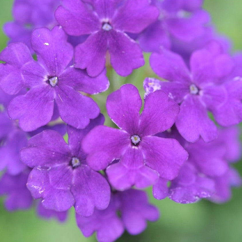 Verbena 'Empress Flair'