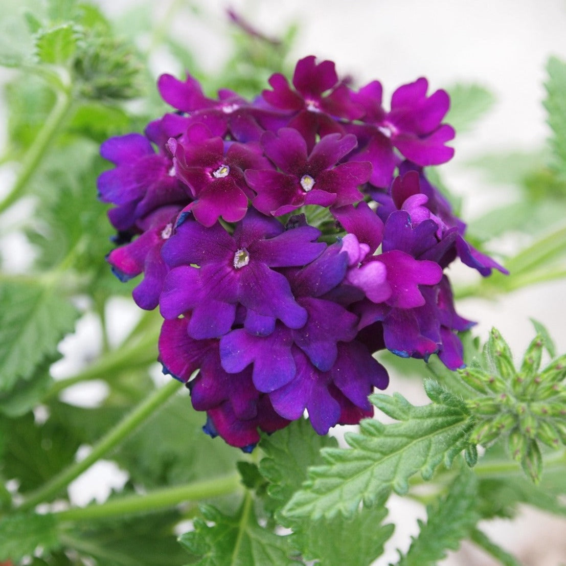 Verbena 'Empress Flair'