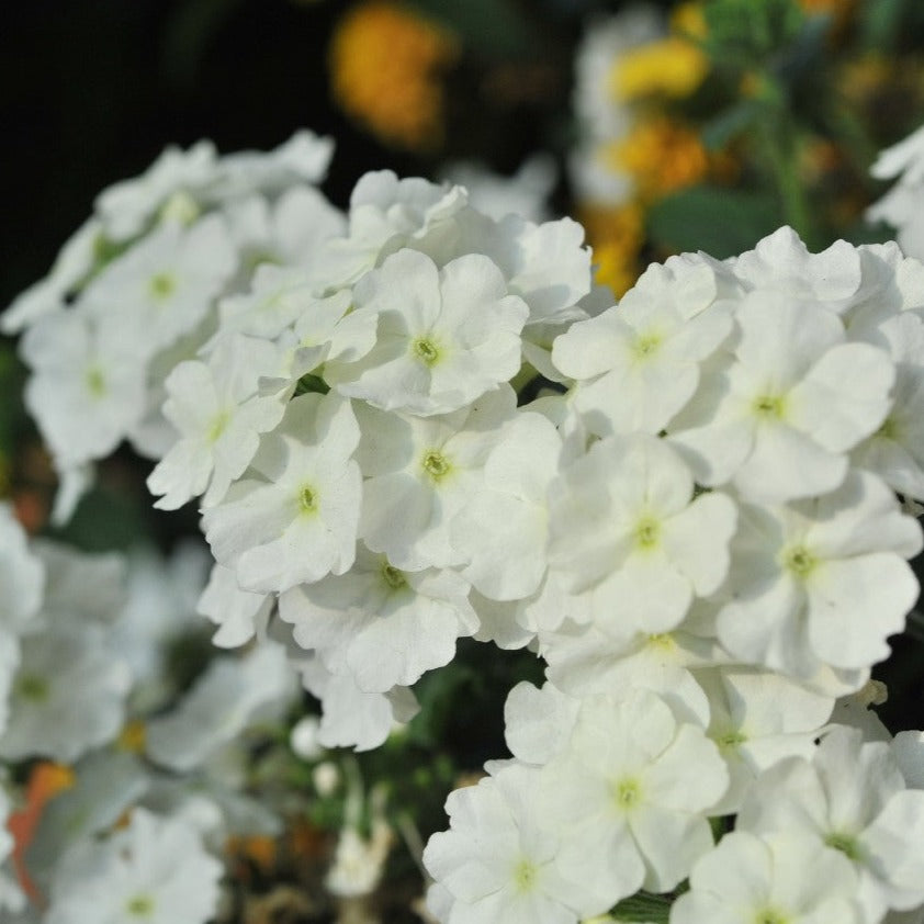 Verbena 'Empress Flair'
