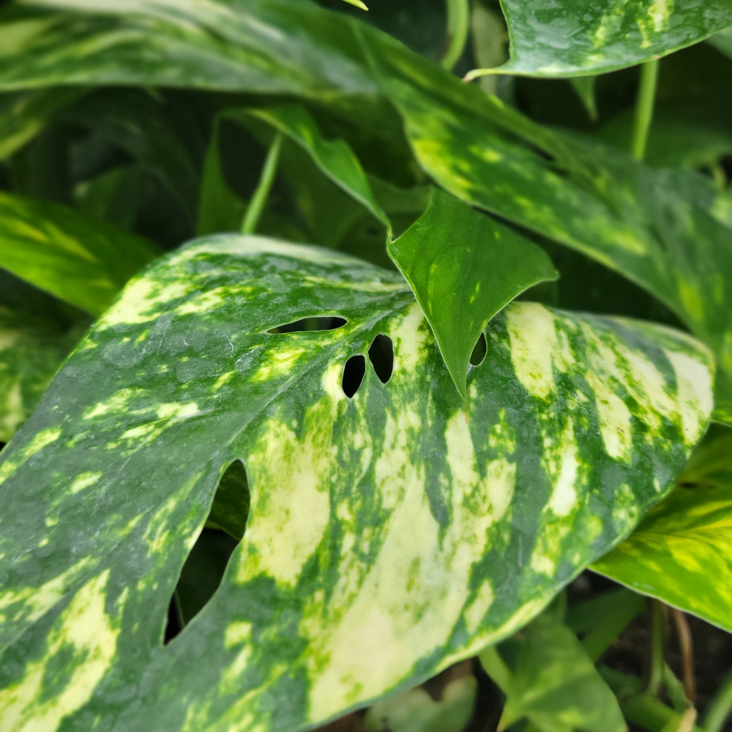 Pothos 'Yellow Sunrise'