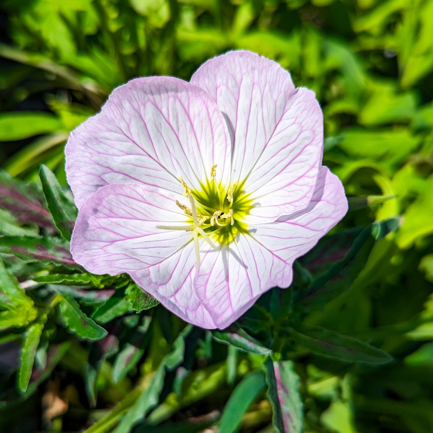 Evening Primrose
