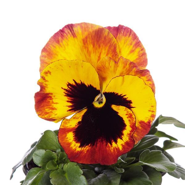 Pansy 'Delta Pro'