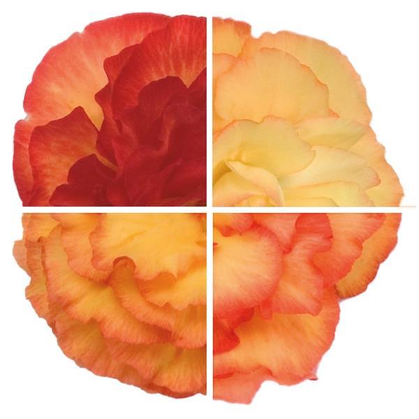 Begonia Non Stop