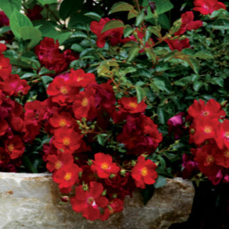 Rose 'Flower Carpet® Red'
