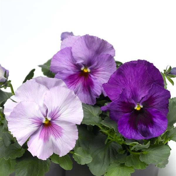Pansy 'Delta Pro'