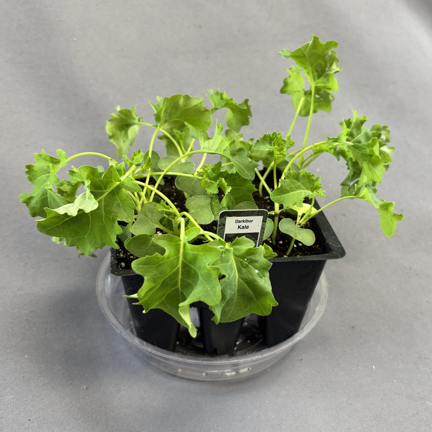 Kale 'Darkibor'