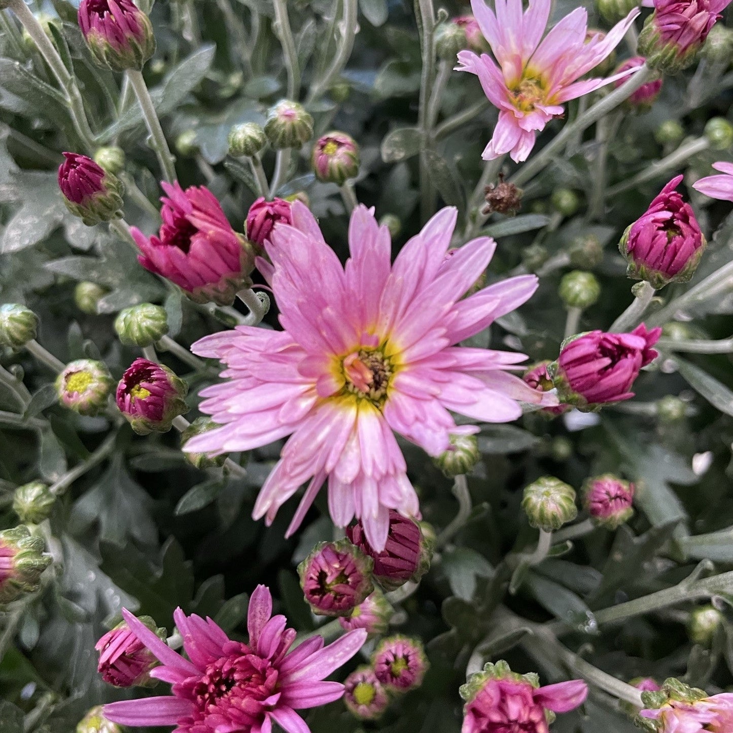 Fall Chrysanthemums 6"