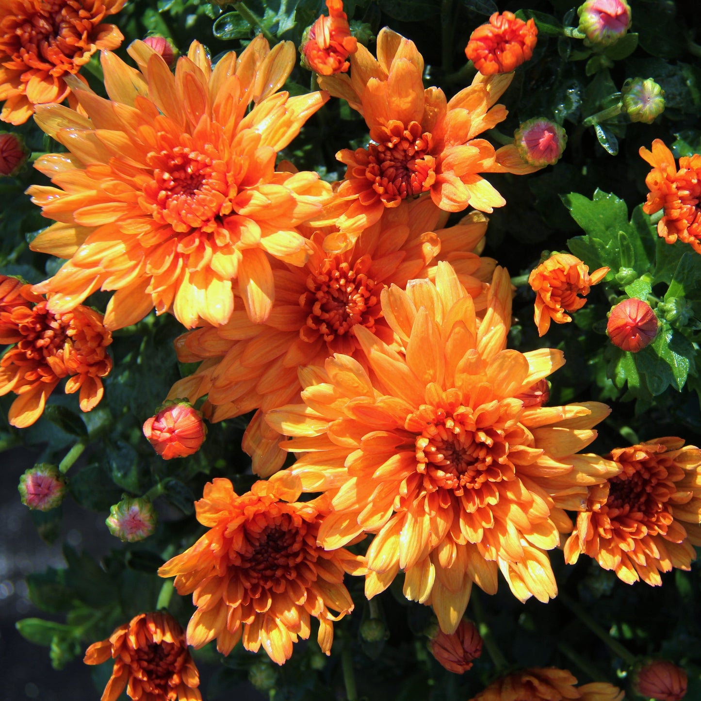 Fall Chrysanthemums 6"