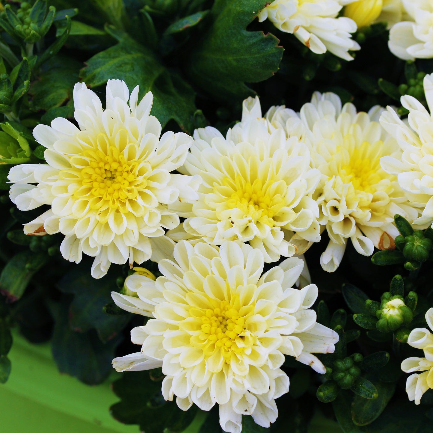Fall Chrysanthemums 6"