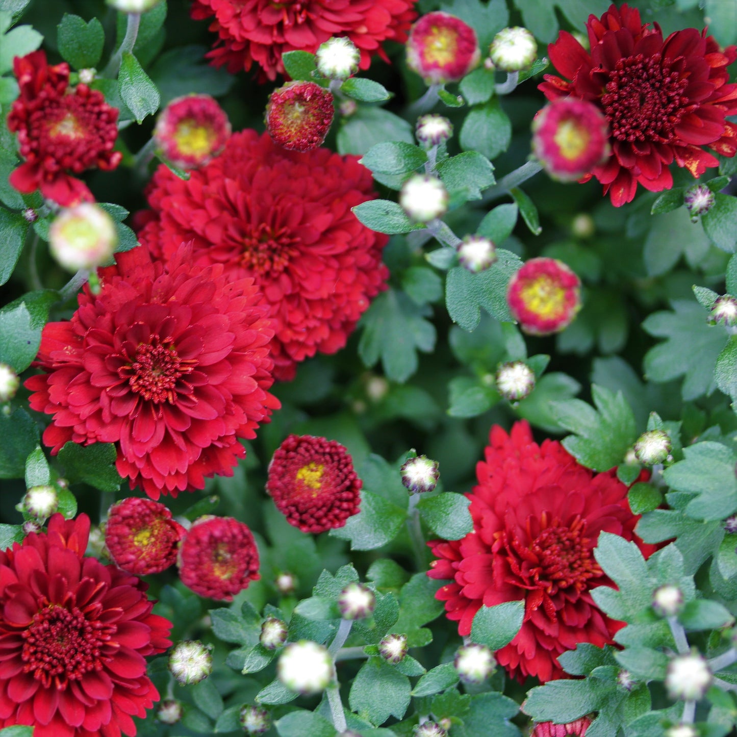 Fall Chrysanthemums 6"