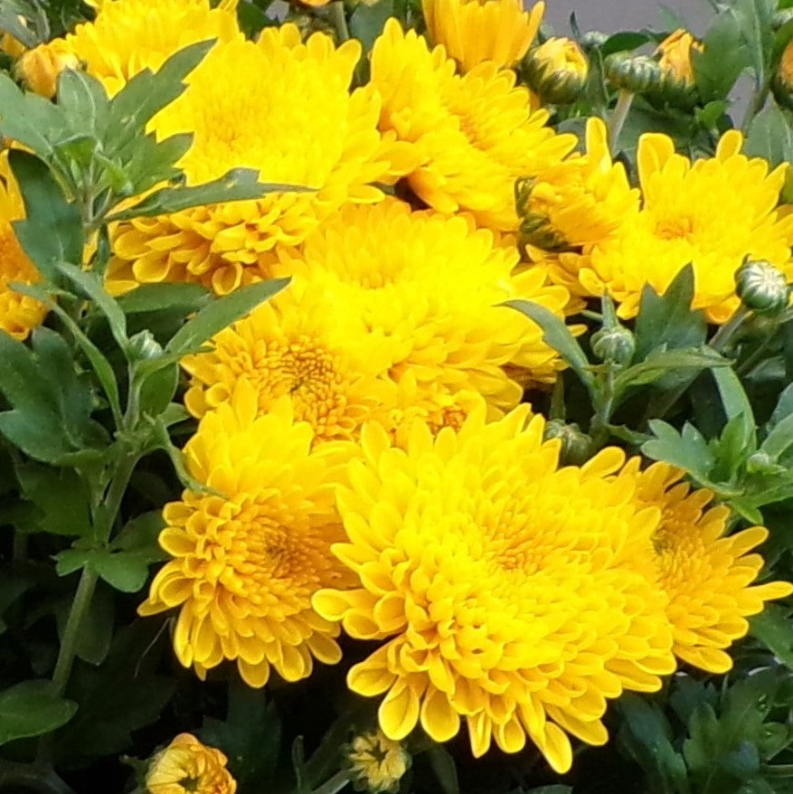 Fall Chrysanthemums 6"