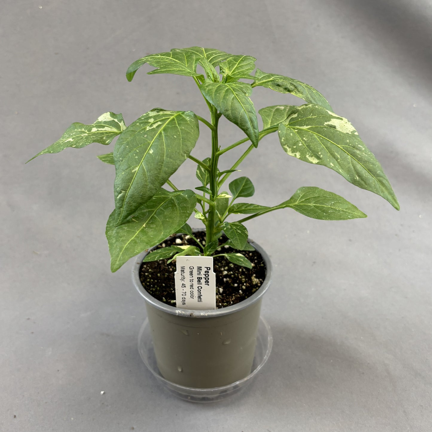Pepper 'Mini Bell'