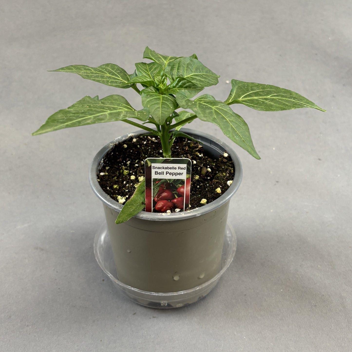 Pepper Sweet 'Snackable Red'