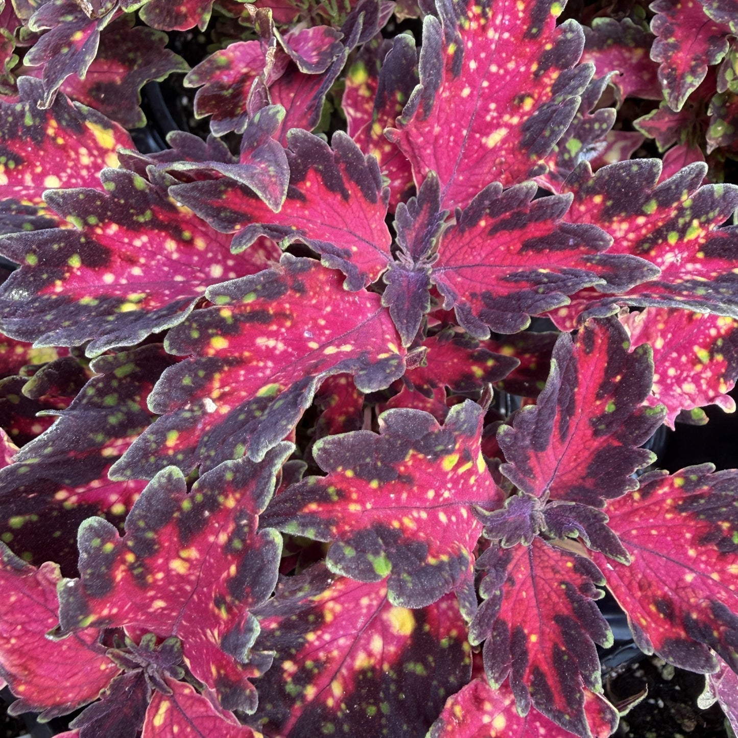 Coleus 'Downtown'