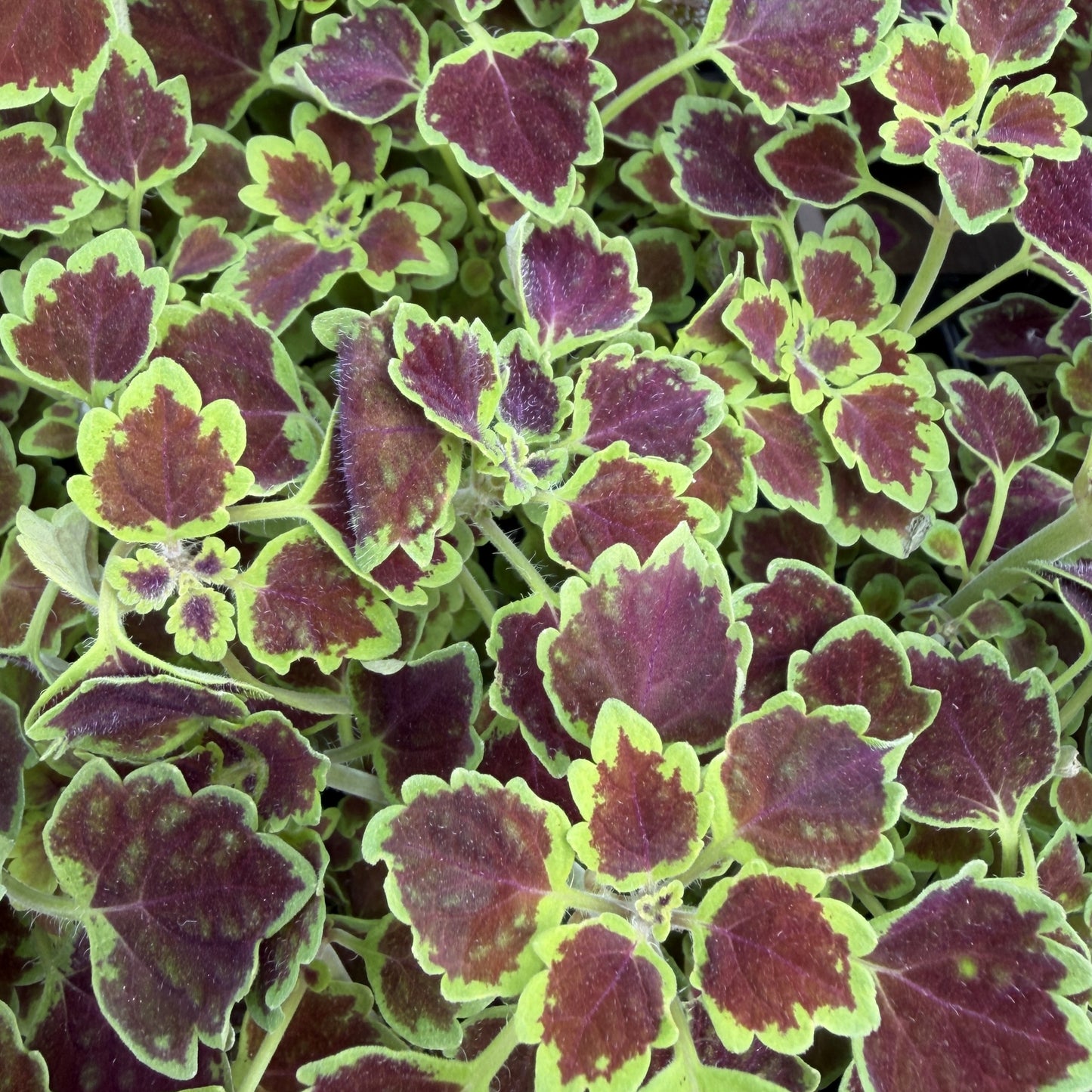 Coleus 'Great Falls' Trailing