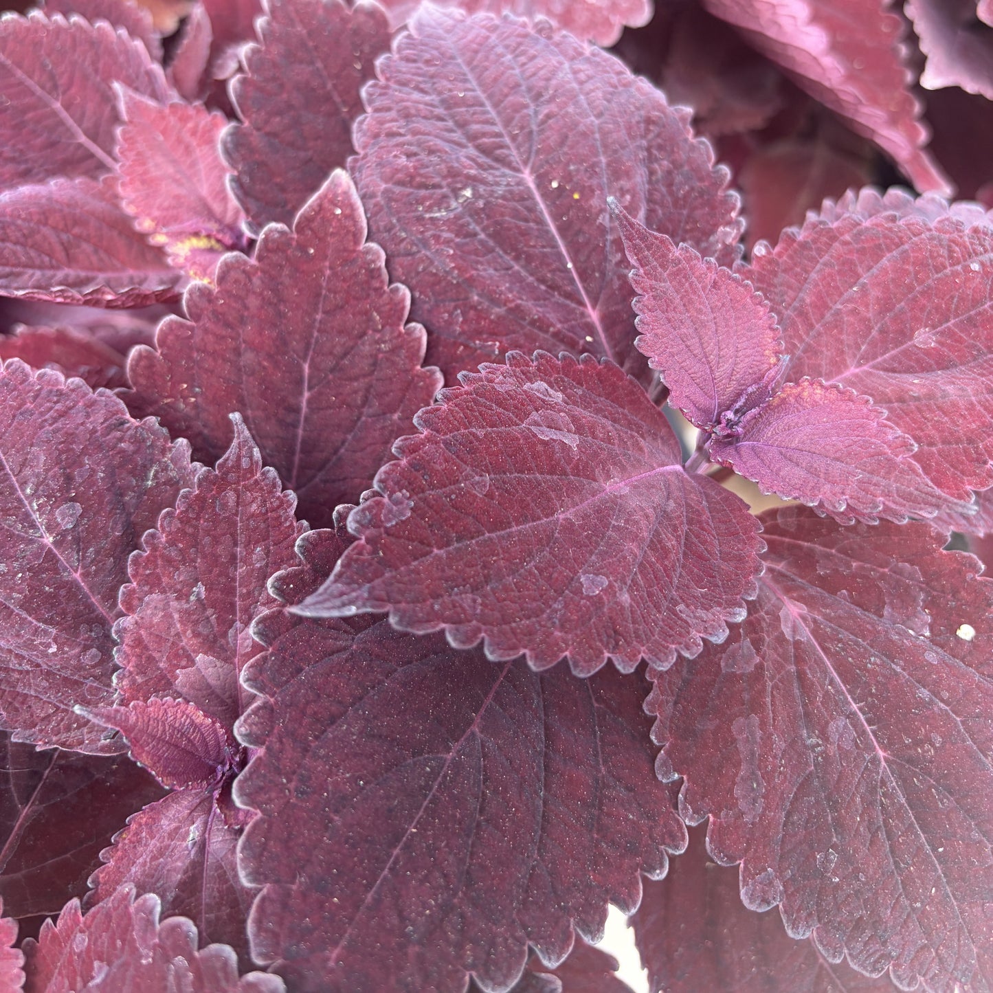 Coleus 'Main Street'