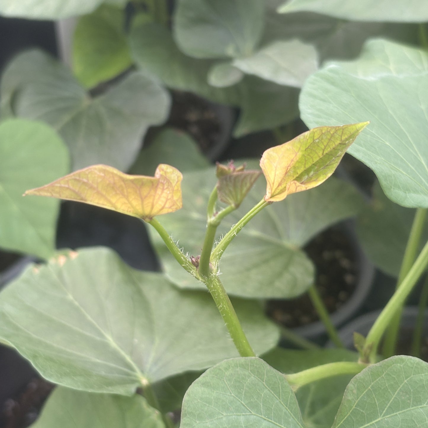 Ground Cherry