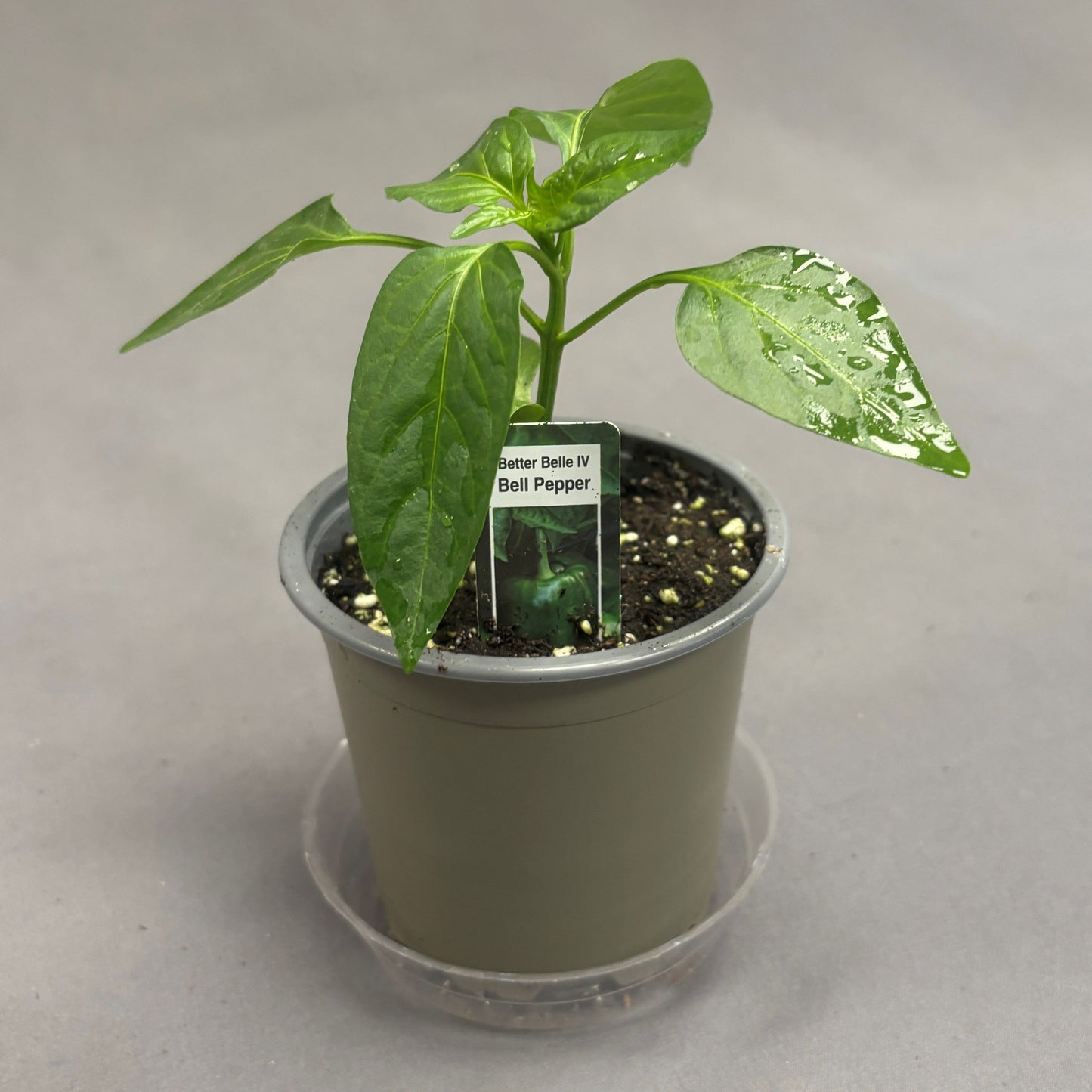 Pepper Bell 'Better Belle IV'