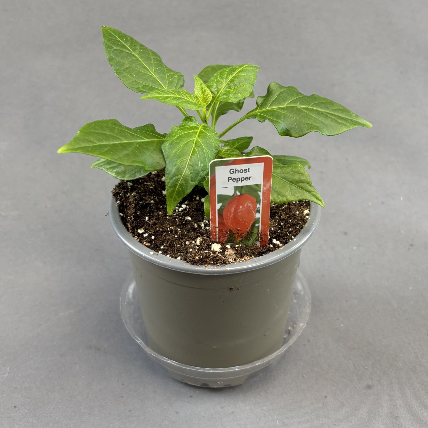 Pepper Hot 'Ghost'