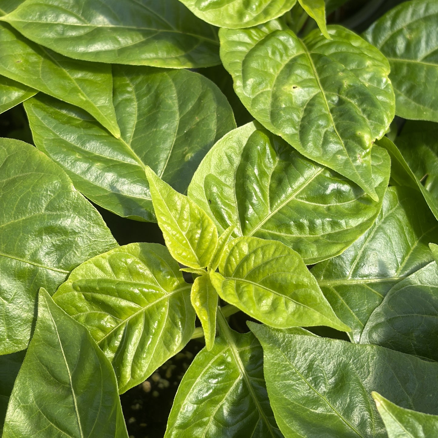 Pepper Hot 'Habanero' Red