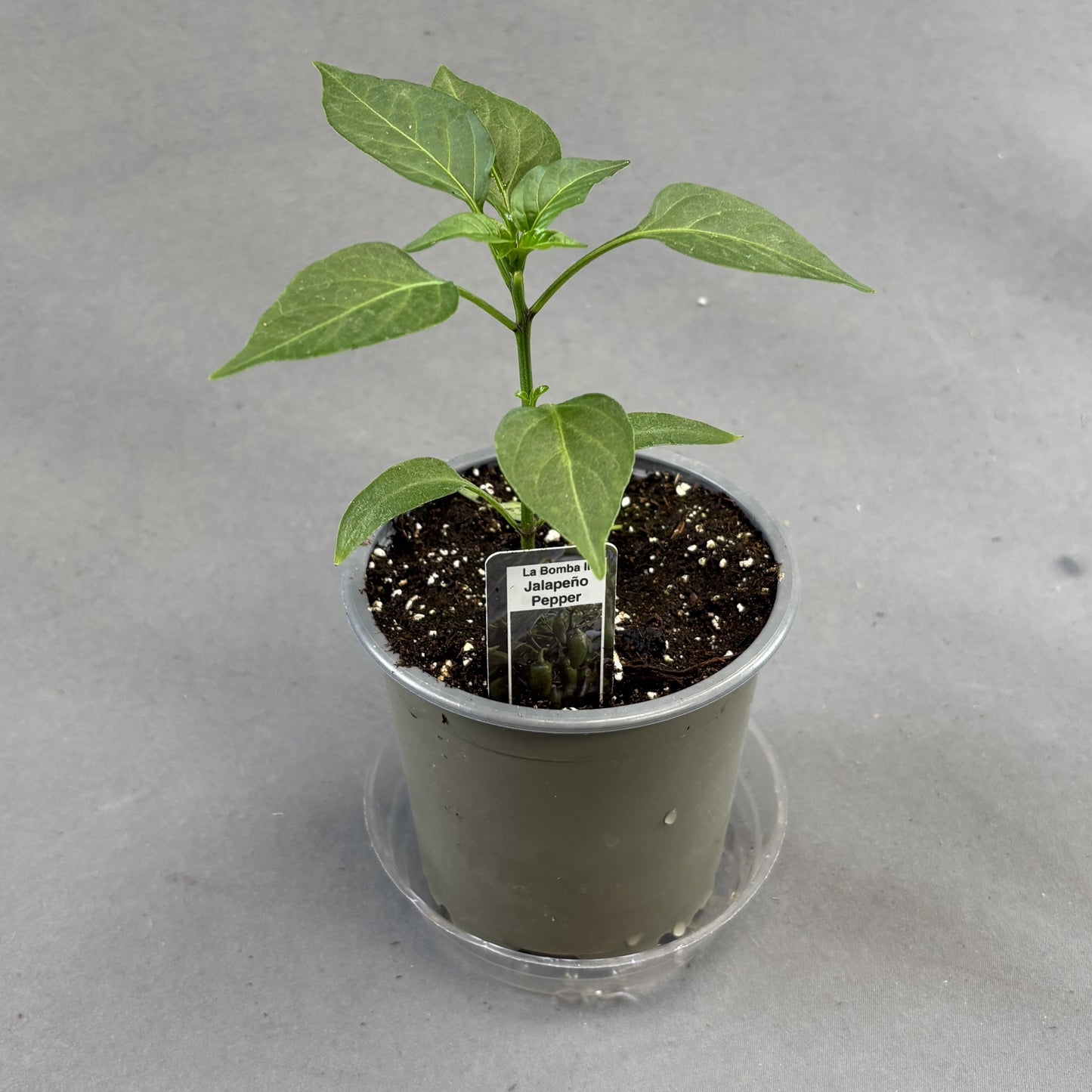 Pepper Hot 'Jalapeno La Bomba II'