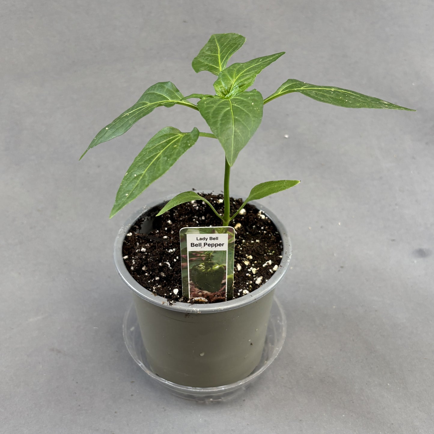 Pepper Bell 'Lady Bell'