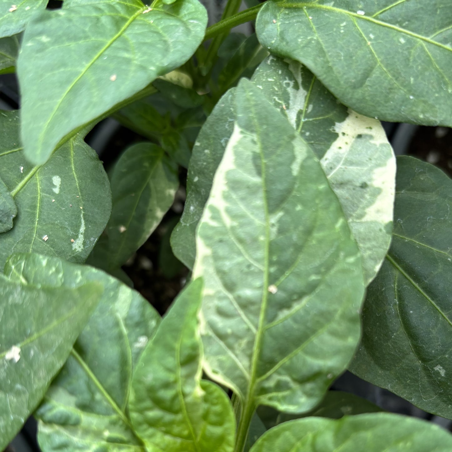 Pepper 'Mini Bell'