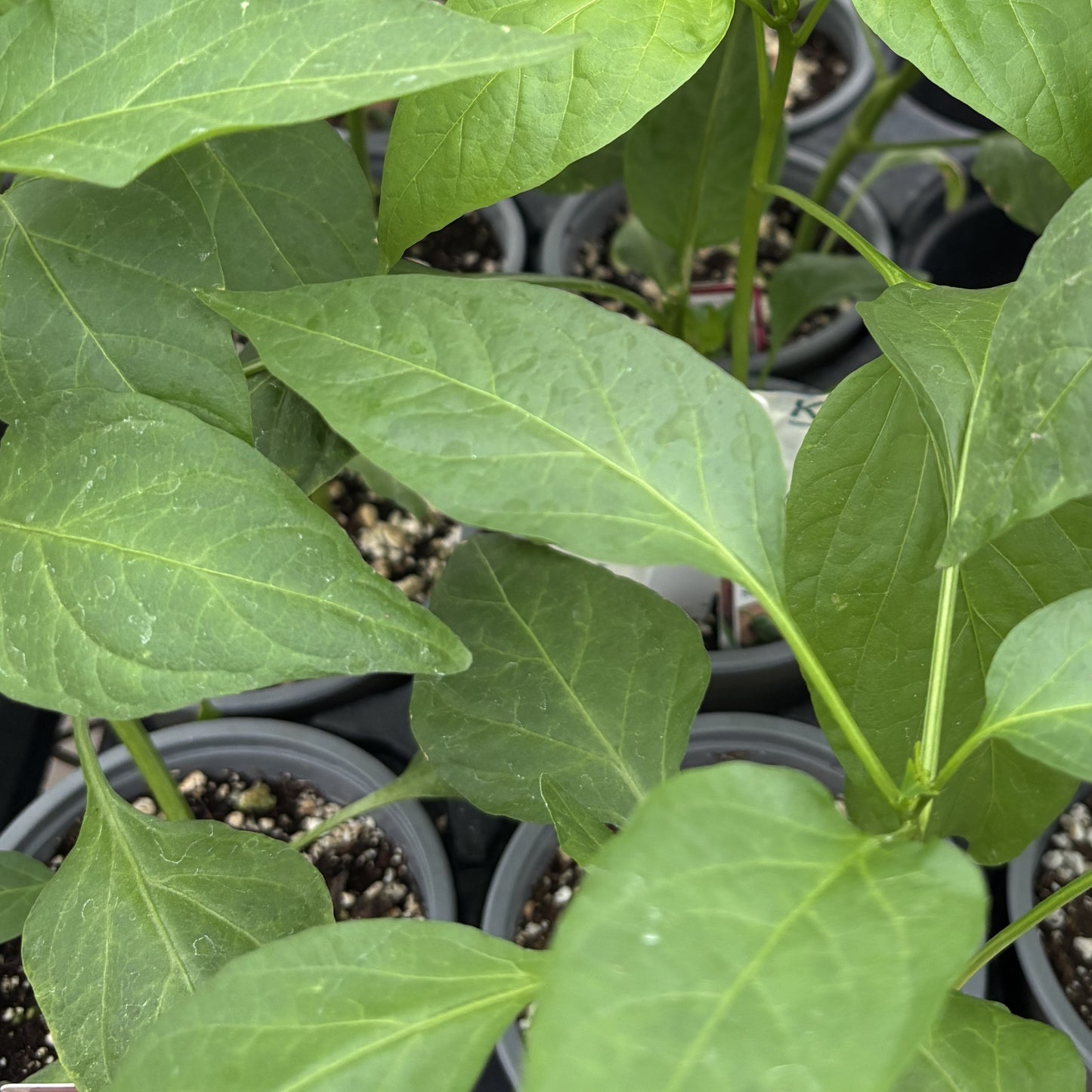 Pepper Hot 'Serrano'
