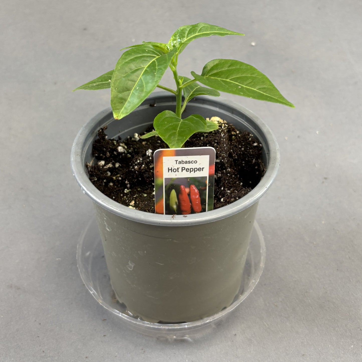 Pepper Hot 'Tabasco'