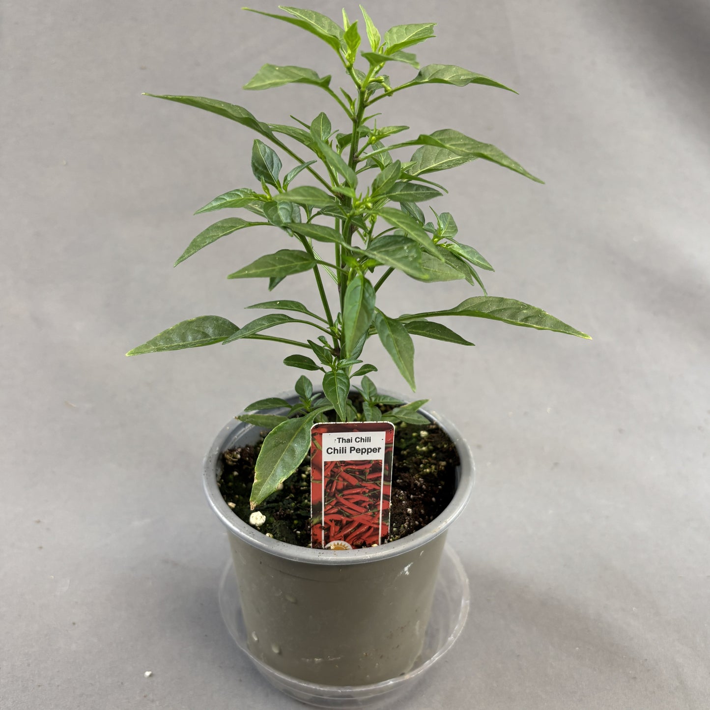 Pepper Chili 'Thai'