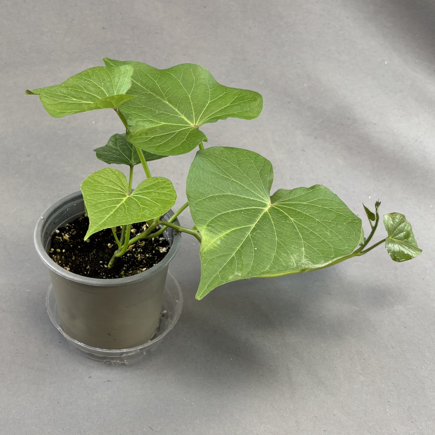 Sweet Potato 'Covington'