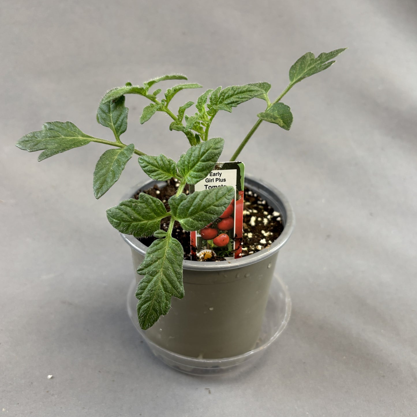 Tomato 'Early Girl Plus'