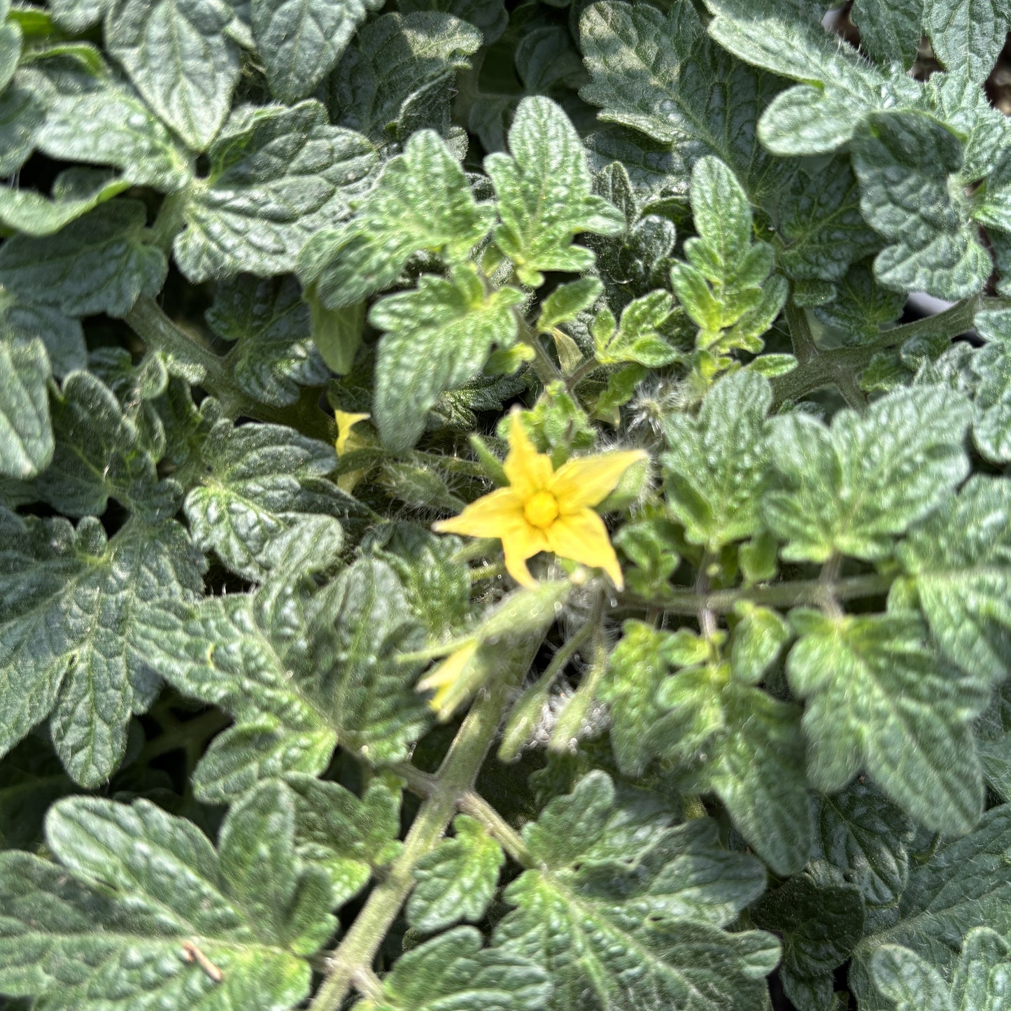 Tomato 'Little Birdy Yellow Canary'
