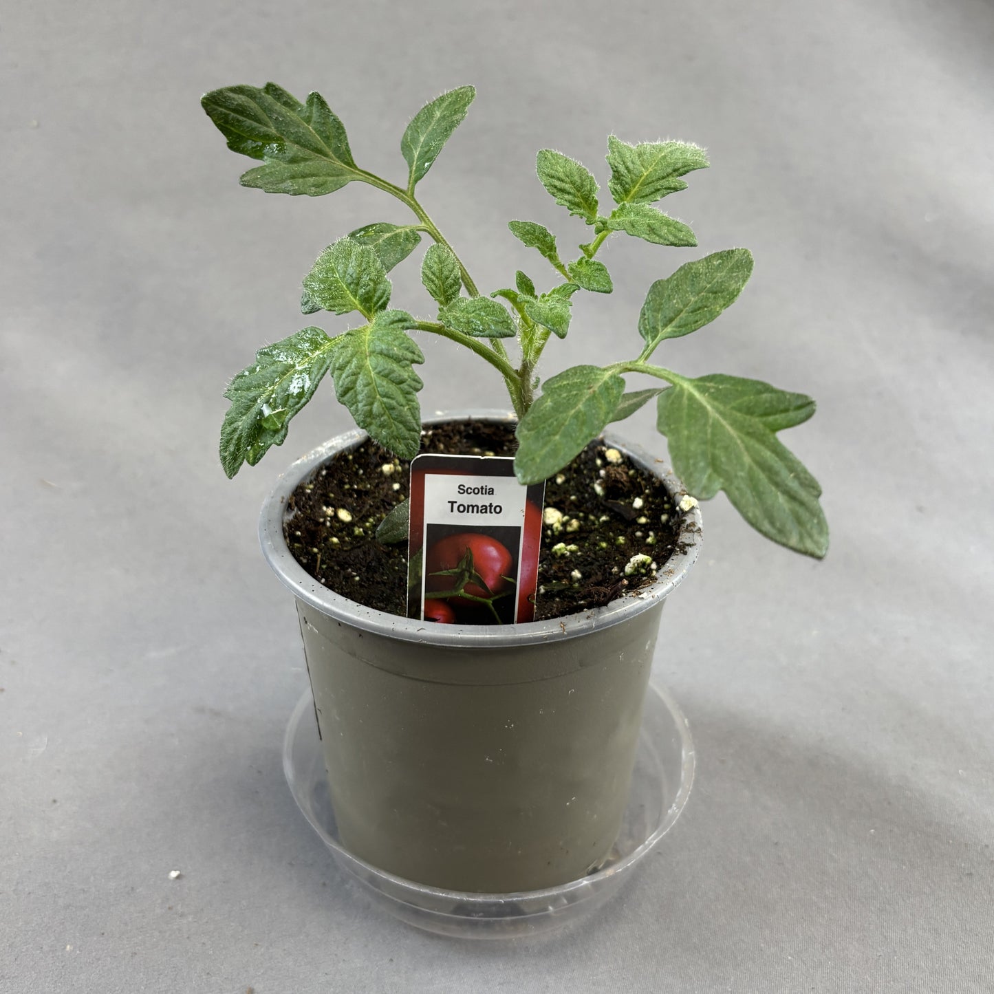 Tomato 'Scotia'