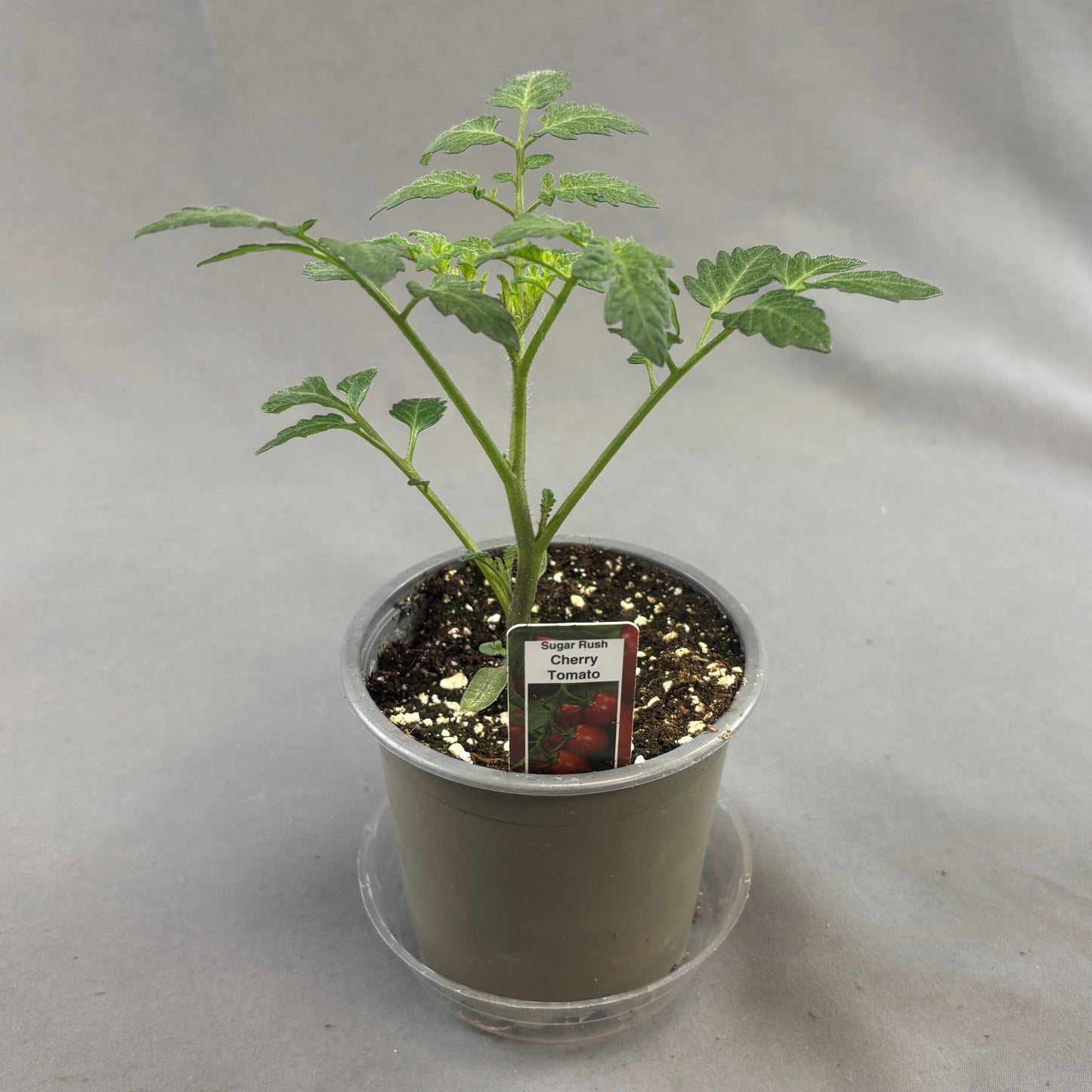 Tomato 'Sugar Rush'