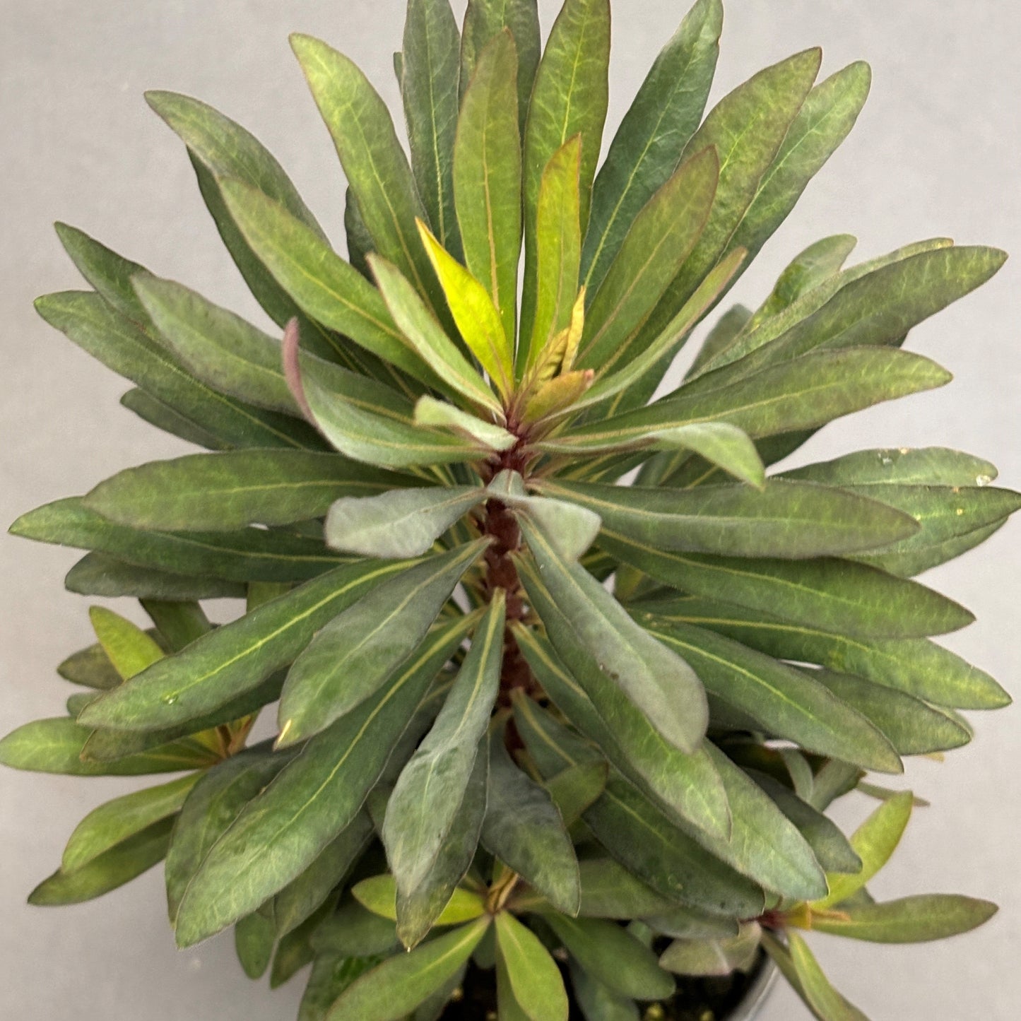 Euphorbia 'Watersaver'