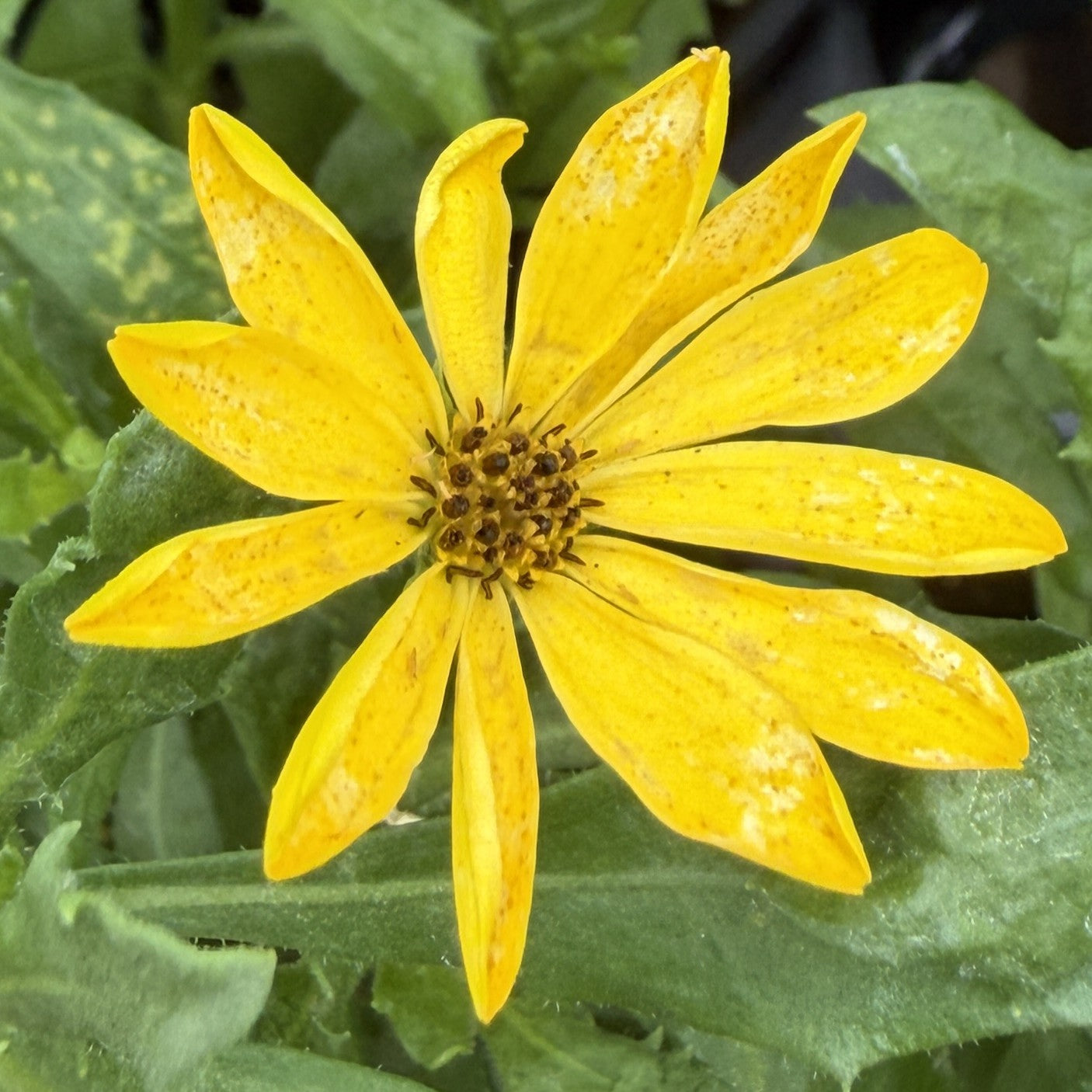 Osteospermum 'Gelato Series'