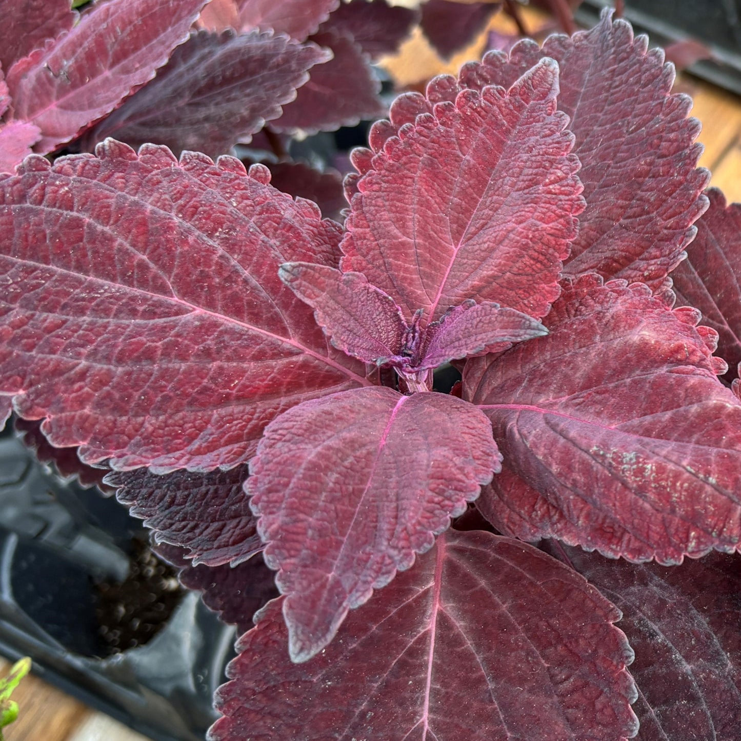 Coleus 'Main Street'