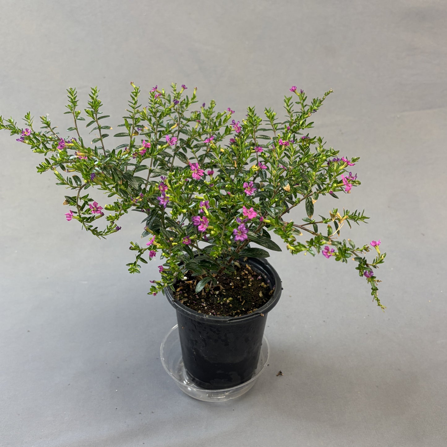 Cuphea 'Floriglory'