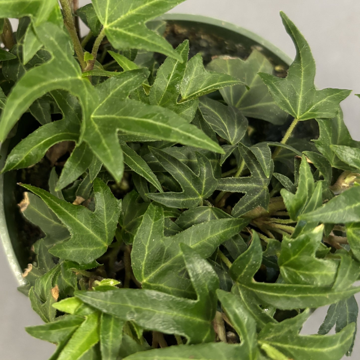 English Ivy